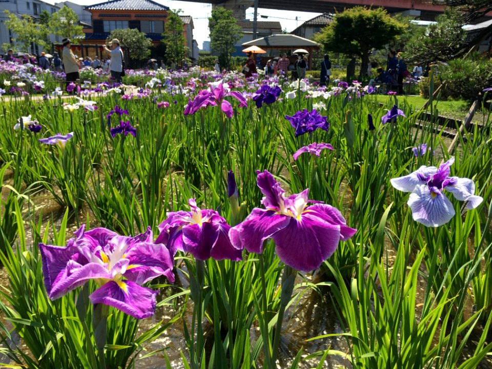 Horikiri Iris Garden in Katsushika-ku
