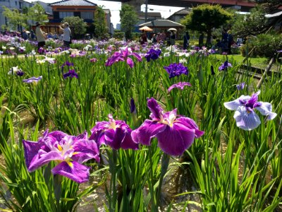 Horikiri Iris Garden in Katsushika-ku