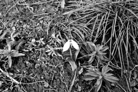 Grayscale