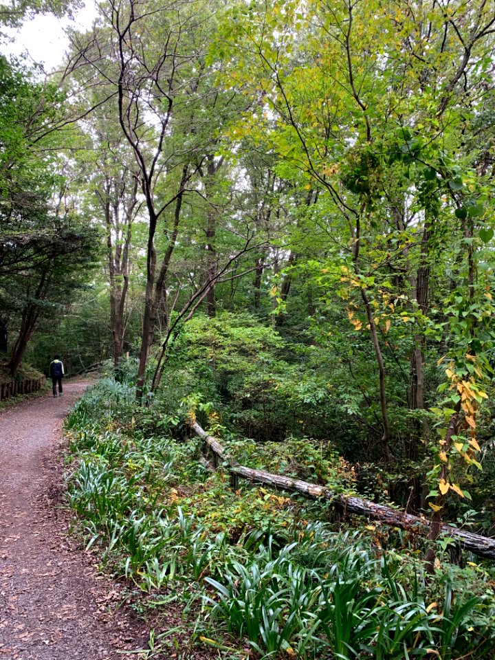 Noyamakita-Rokudoyama Park in Musashimurayama-shi