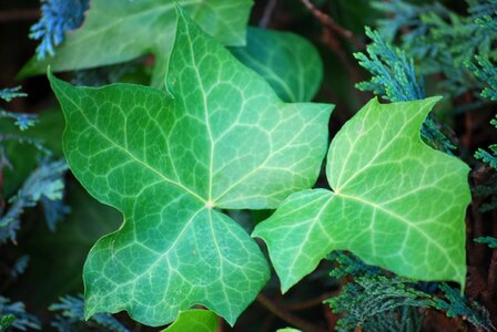 Plant leaf green