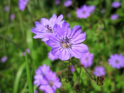 Botany plant blossom