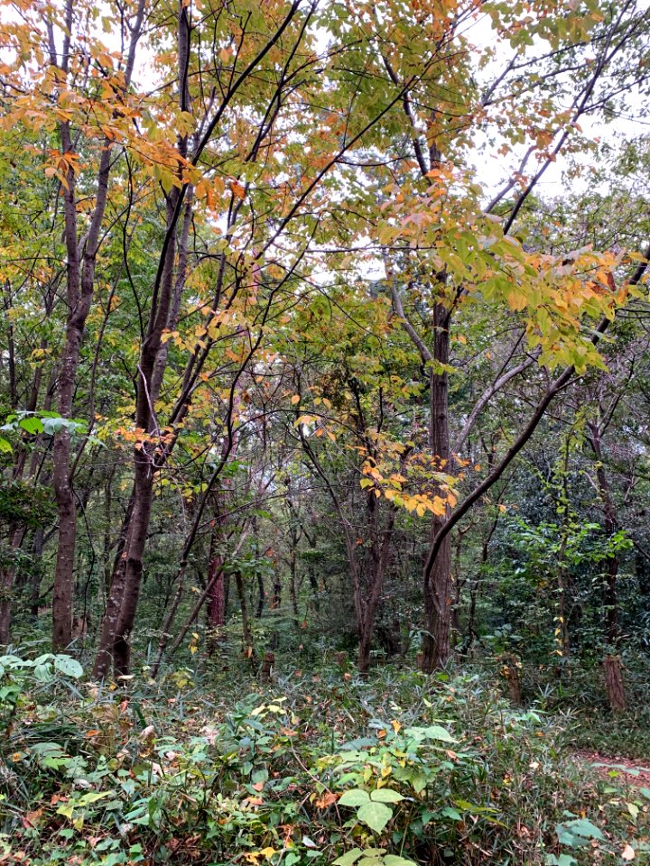 Noyamakita-Rokudoyama Park in Musashimurayama-shi