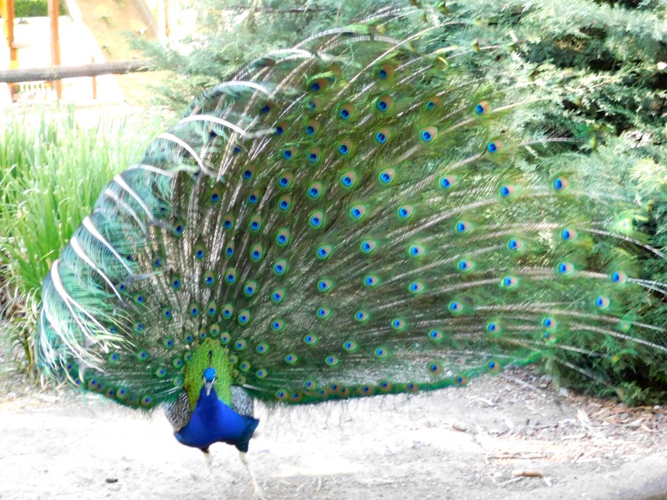 Peacock