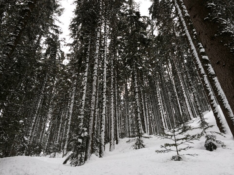 Larch mountain plant