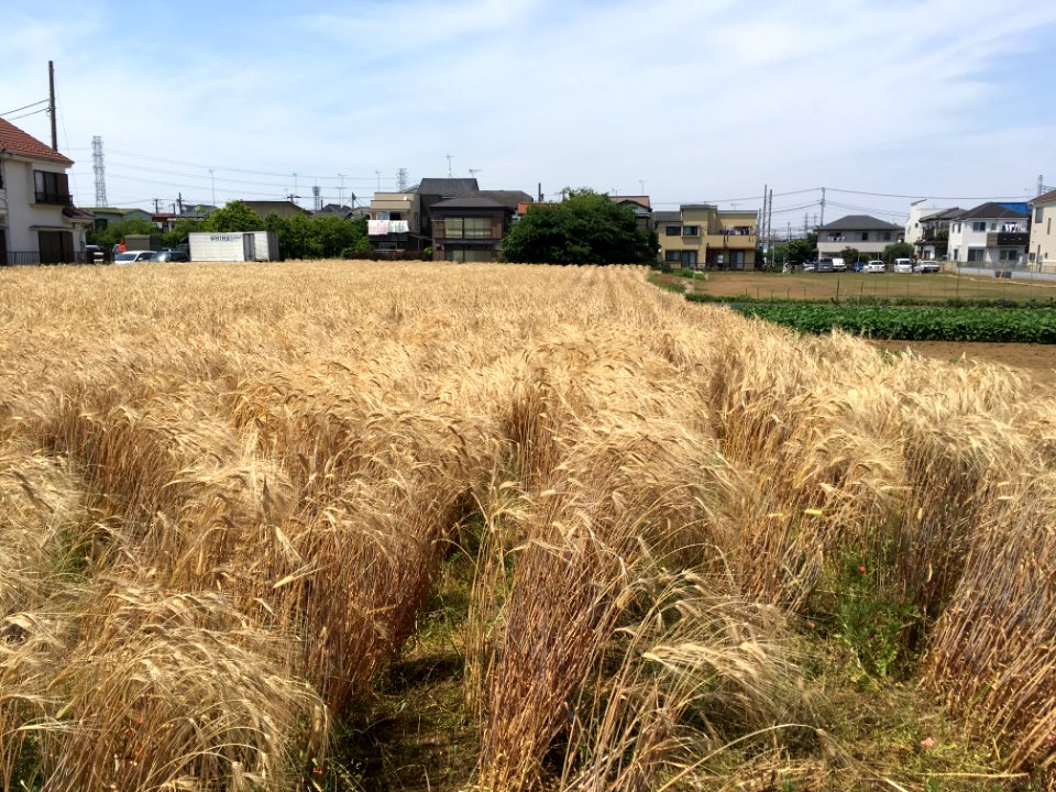 Oizumigakuencho in Nerima-ku