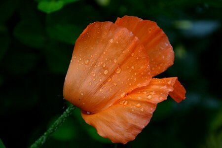 Floral love support