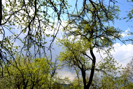 Nature