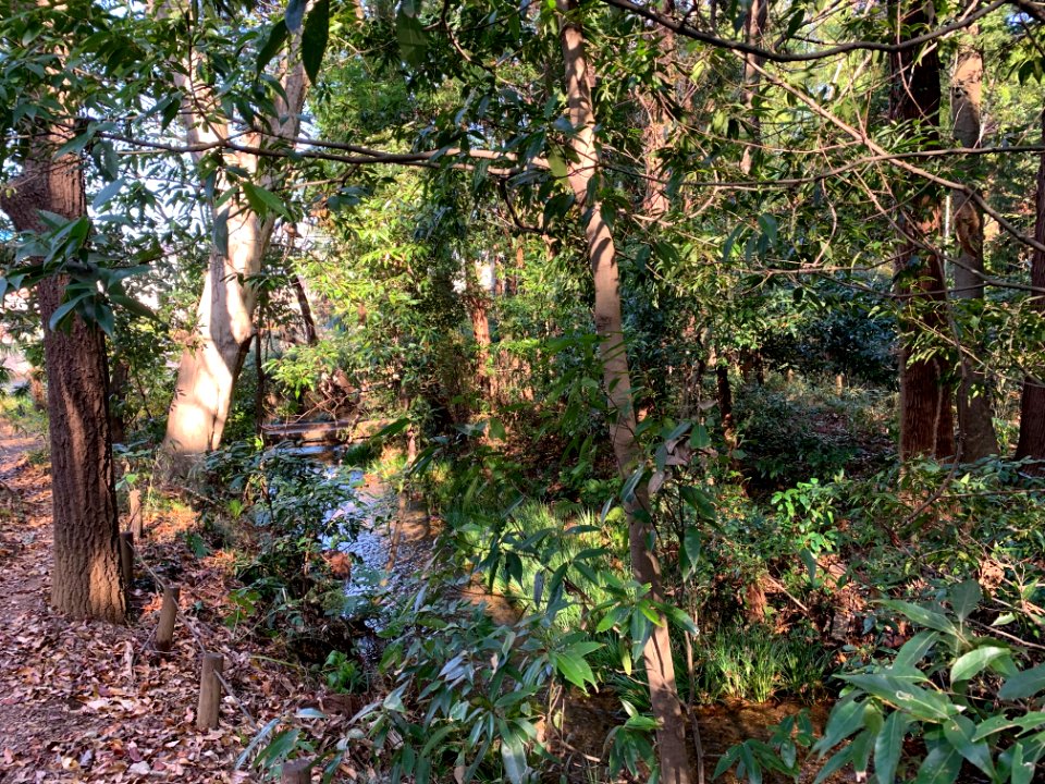 Minamisawa Ryokuchi Conversation Area in Higashikurume-shi