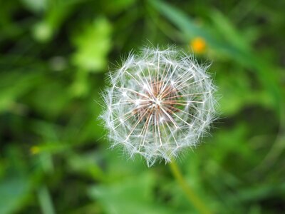 Meadow seeds plant photo