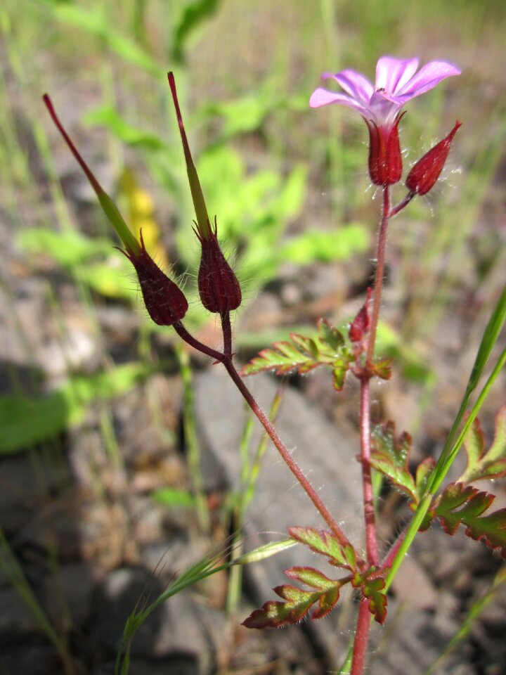 Death come quickly storksbill dove's foot