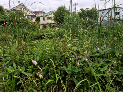 Ochiaigawasuisei Park in Higashikurume-shi