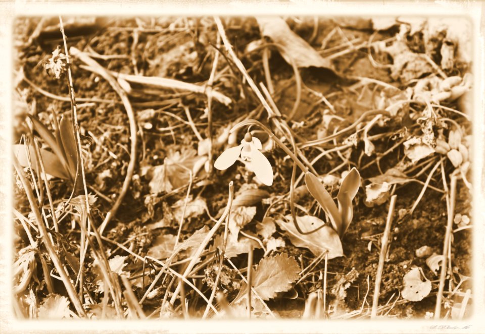 Vintage
