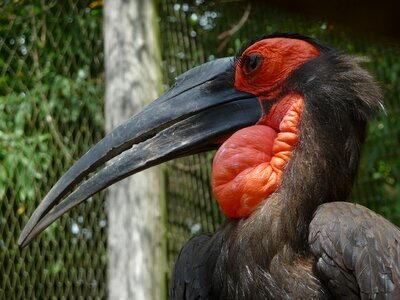 Hornbill kenya wildlife