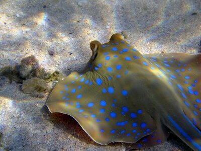 Egypt sea fish