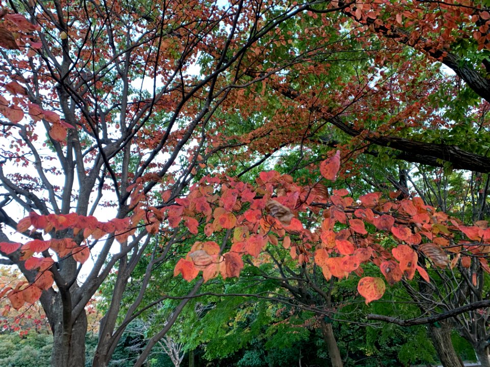 Hikarigaoka Park in Nerima-ku