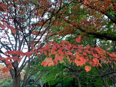 Hikarigaoka Park in Nerima-ku