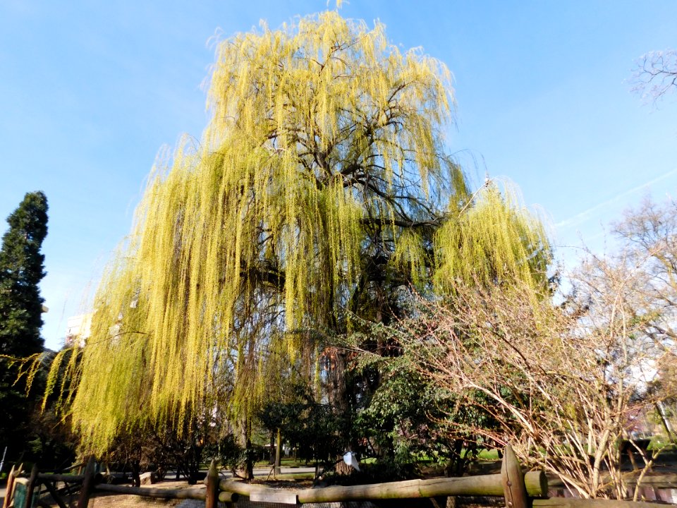 Salix babylonica