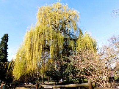 Salix babylonica photo