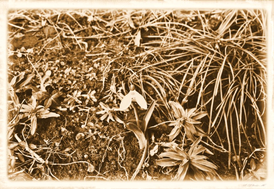 Vintage