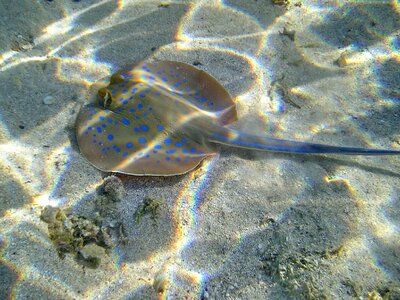 Egypt sea fish