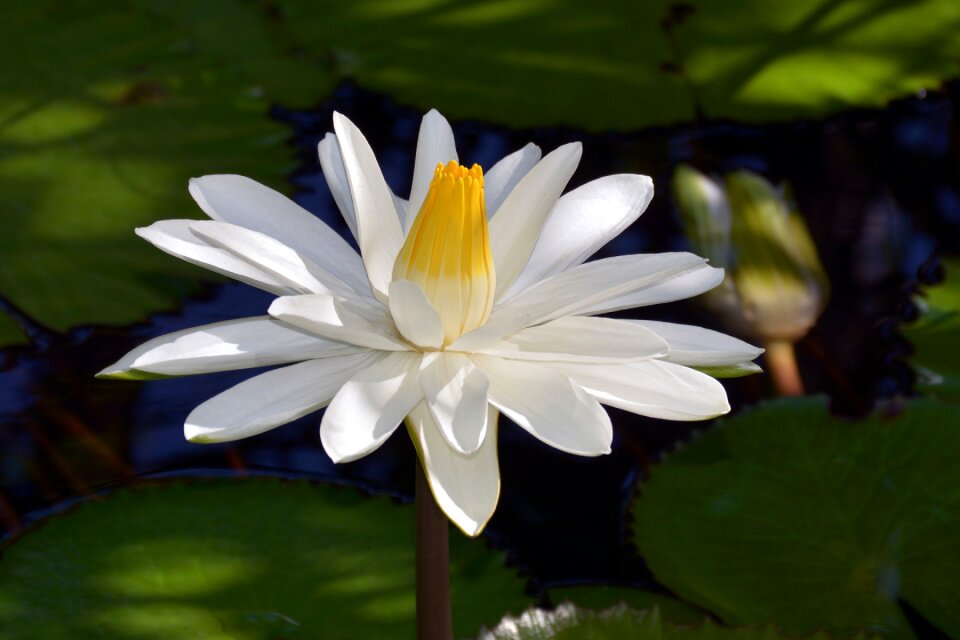Bloom nature white flower