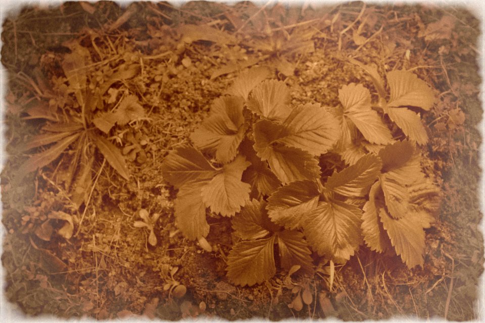 Sepia photo