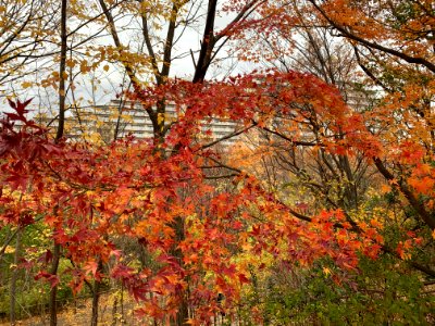 Akabane Nature Observatory Park in Kita-ku