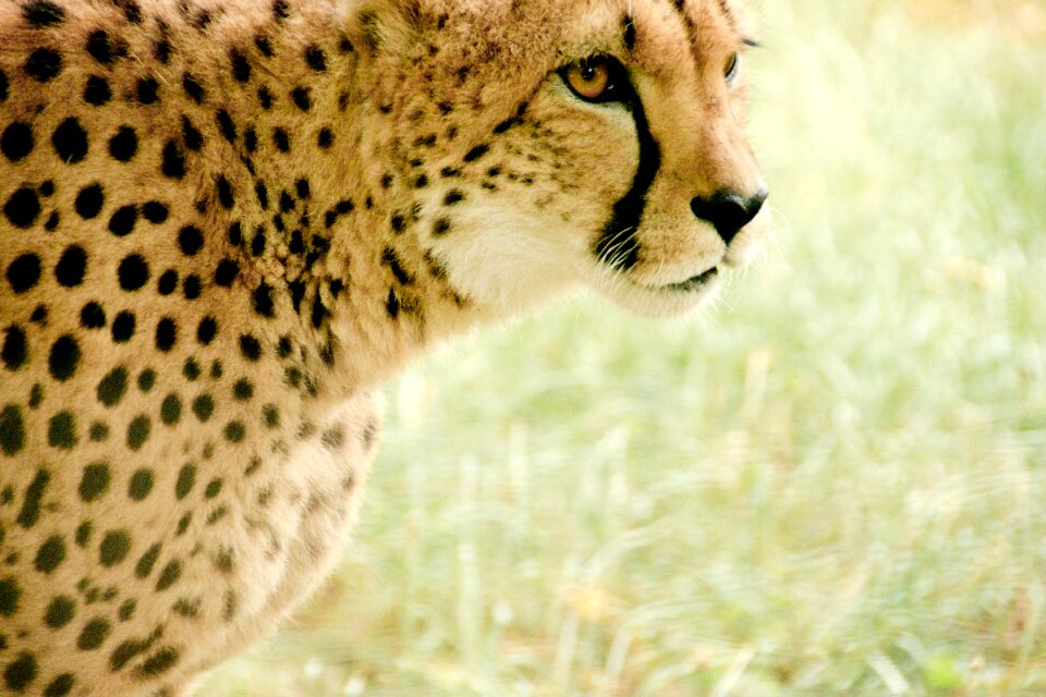 Safari nature vacations