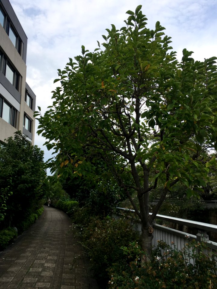 Kanda River in Chuo, Nakano-ku