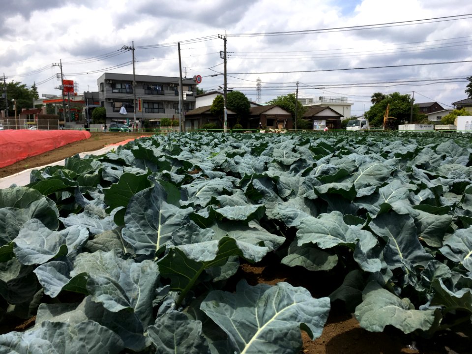 Nishioizumi in Nerima-ku