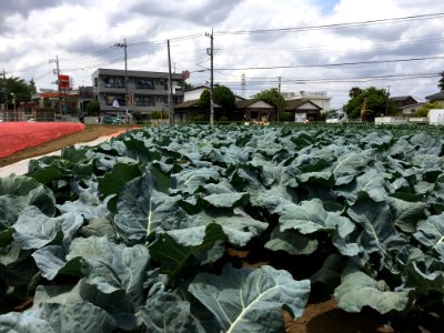 Nishioizumi in Nerima-ku