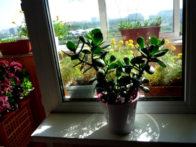 Window and flowers photo