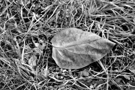 Grayscale