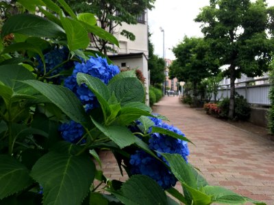 Kanda River in Chuo, Nakano-ku