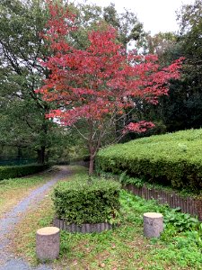Honmachi in Musashimurayama-shi