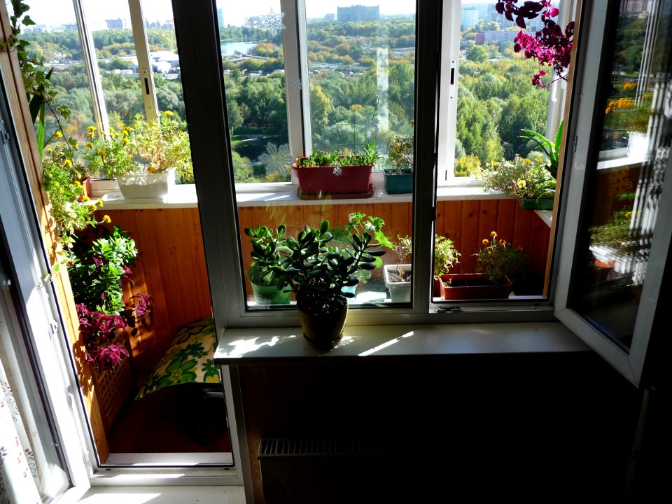 Window and flowers