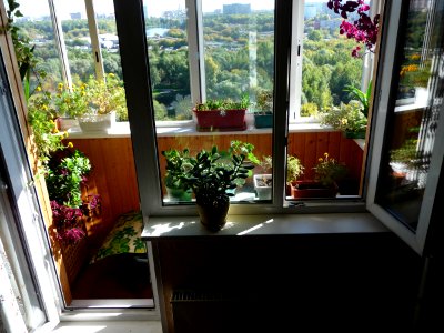 Window and flowers