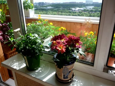 Window and flowers photo