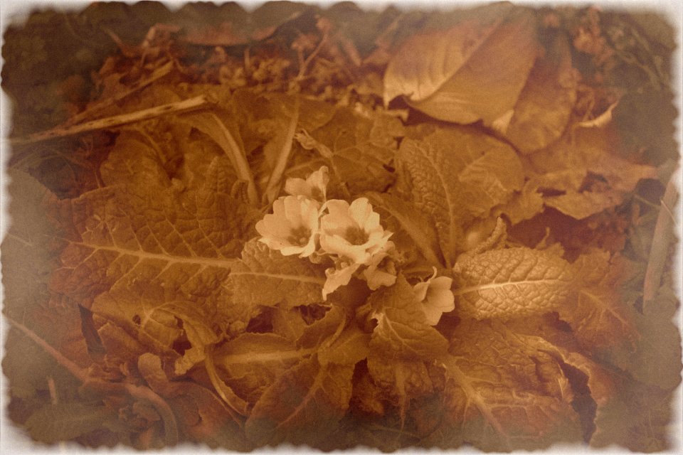 Sepia photo