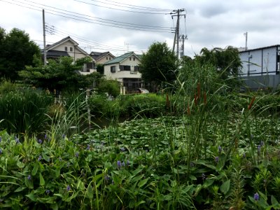 Ochiaigawasuisei Park in Higashikurume-shi