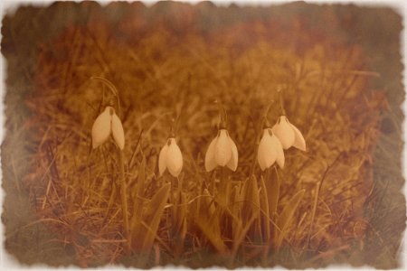 Sepia photo