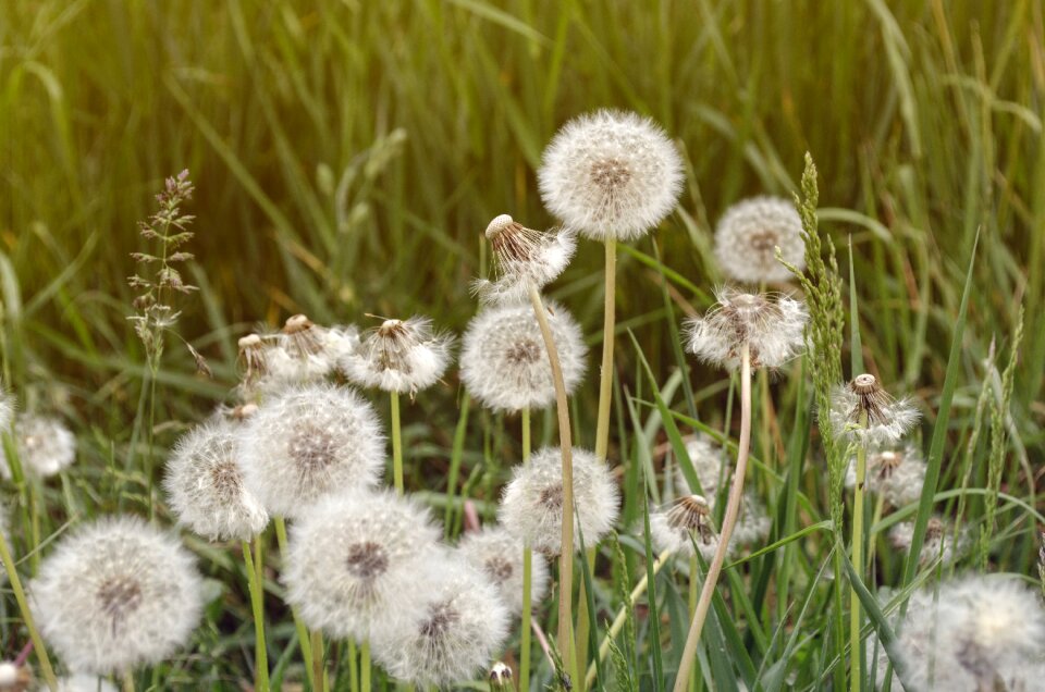 Dandelion summer nature