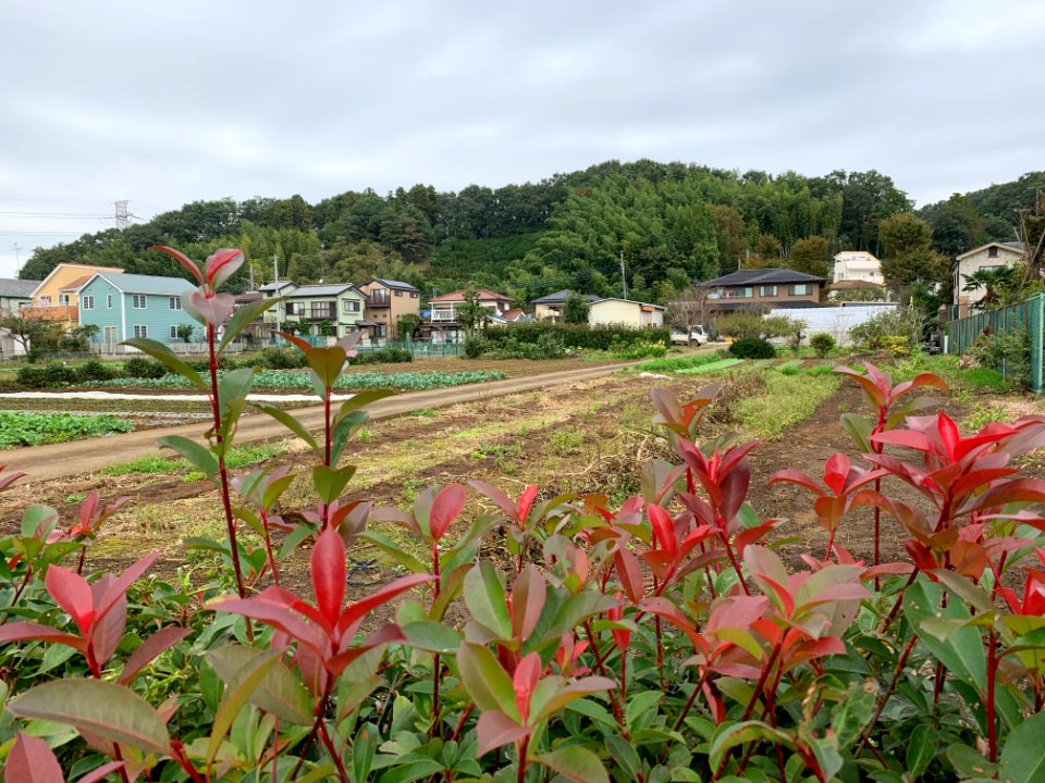 Mitsugi in Musashimurayama-shi