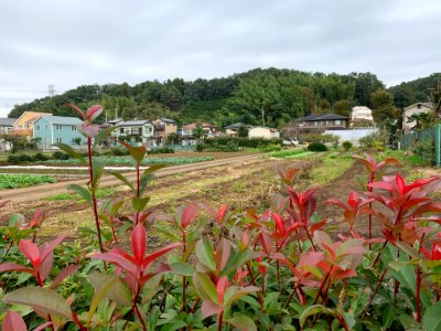 Mitsugi in Musashimurayama-shi