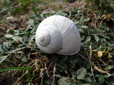 Nature snail slowly