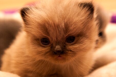 Cat baby kittens animals