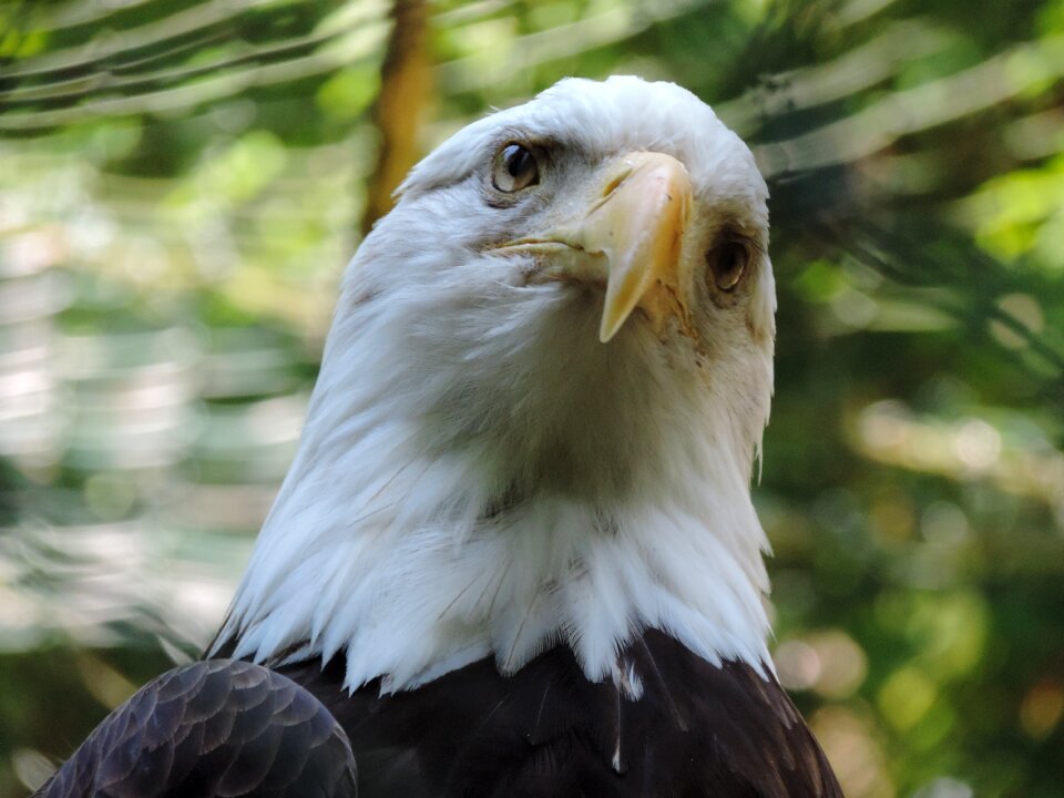 Adler zoo bird of prey