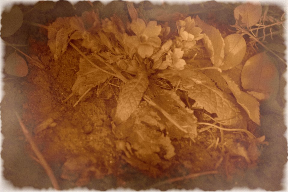 Sepia photo