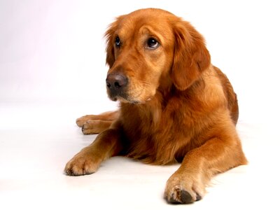 Dear animal animal portrait